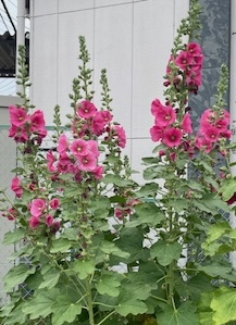 IMG_1735.jpg