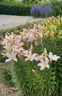 IMG_1736.jpg