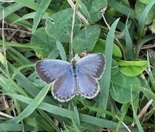 IMG_2033.jpg