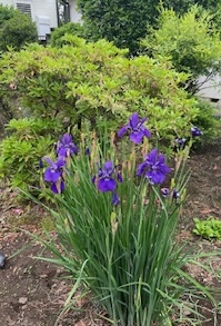 IMG_3165.jpg